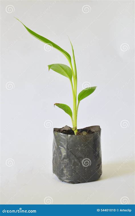 Banana seedlings stock photo. Image of culture, biotech - 54401010