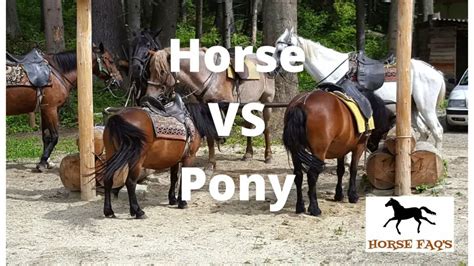 Horse VS Pony: Differences & Similarities - CowGirl Times