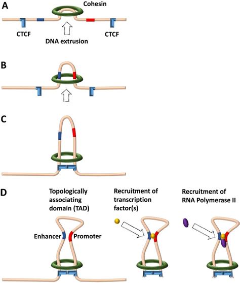 Model of promoter–enhancer interaction in a chromatin loop extruded by ...