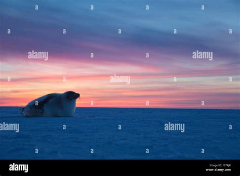 Harp seal (Pagophilus groenlandicus), adult female, on sea ice at sunset, Gulf of St. Lawrence ...
