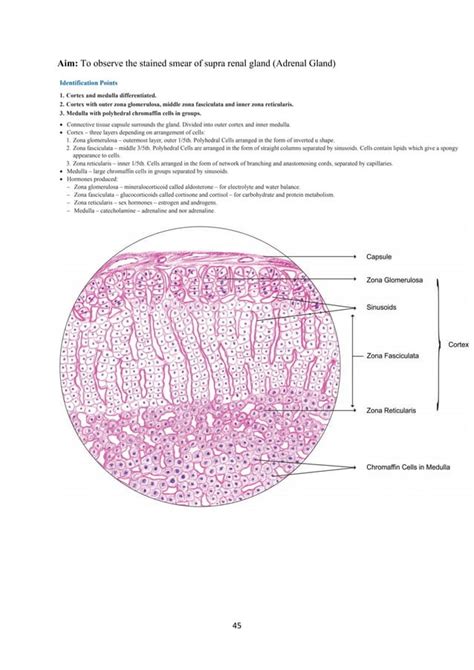 Histology Lab manual | PDF