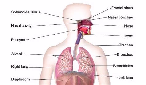 Quizlet For Anatomy And Physiology