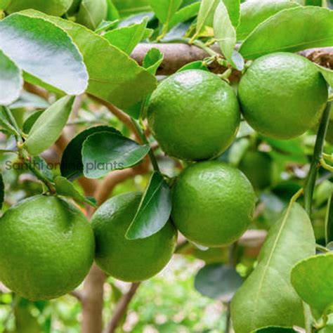 Table Lemon Plant - Santhi Online Plants Nursery