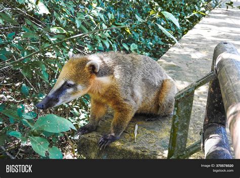 Coati Iguazu National Image & Photo (Free Trial) | Bigstock