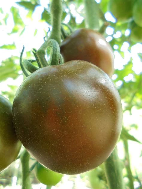 KUMATO Tomato Seeds Black Green Tomatoes Heirloom Sweet - Etsy New Zealand