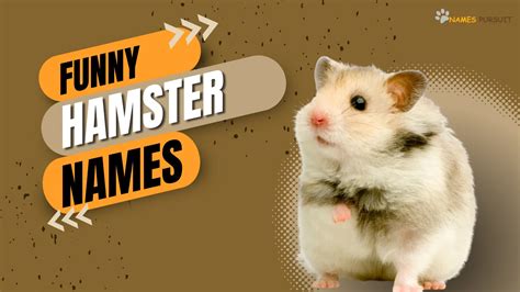 Funny Hamster Names [300+ Hilarious Naming Ideas]