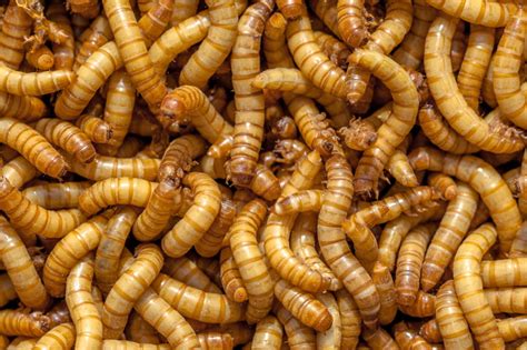 EFSA says mealworms safe for human consumption: ‘An important milestone towards commercialisation’