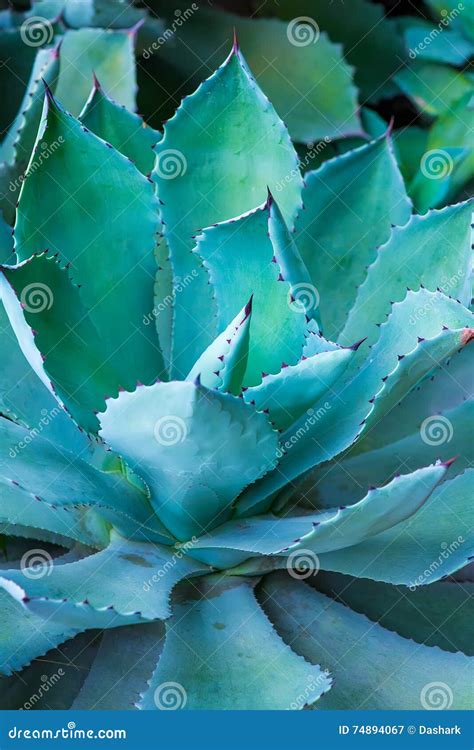 Sharp Pointed Agave Plant Leaves. Dragon Tree Agave(Agave Attenuata) Stock Photo | CartoonDealer ...