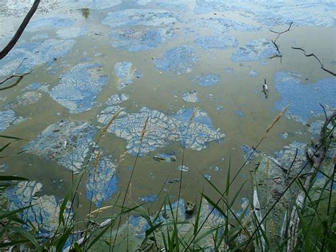 Blue-Green Algae in Minnesota Lakes Could Be Poisonous For Dogs