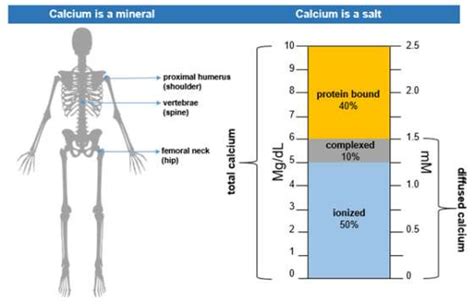 Normal Calcium Levels | UCLA Health