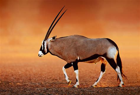 Gemsbok On Desert Plains At Sunset Photograph by Johan Swanepoel