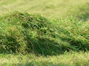 Make biomass pellet fuel with grass pellet making machine