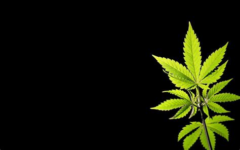 Weed Wallpapers Desktop - Wallpaper Cave