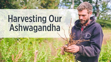 Ashwagandha Root | Growing & Harvesting on Our Farm | Ayurvedic Herbs ...