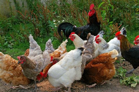 Sembrando, preparación para la cría de pollos a pastos.