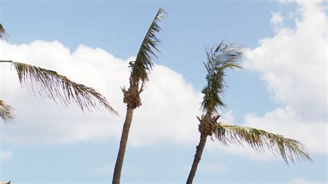 Invasive beetles apparently damaging west Oahu trees