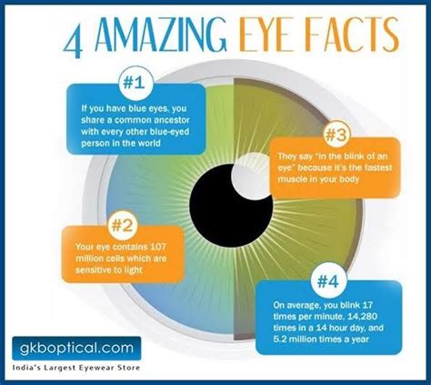 Pin by Southampton Glasses Galore on EYE GLASSES FACTS | Eye facts, Eye health facts, Cool eyes