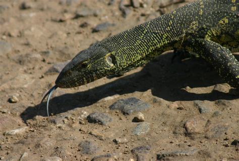 Wildlife of the World: Monitor Lizard Facts & Images