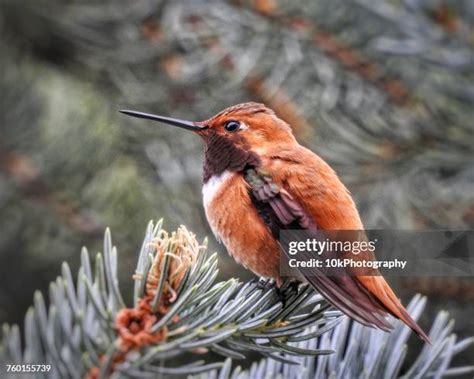 137 Colorado Hummingbirds Stock Photos, High-Res Pictures, and Images ...