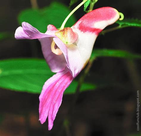 .: Parrot Flower