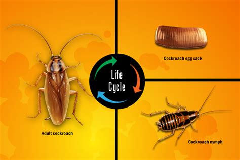 Roach Chart Life Cycle