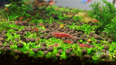 🦐 Unlock the World of Freshwater Shrimp Tank Mates | Fish Lab