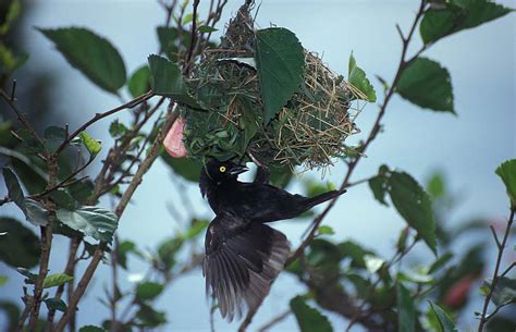 Birding Kakamega Forest – Birds of Kakamega Forest National Reserve