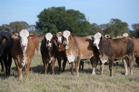 Sales | GKB Cattle - Herefords, Angus, Brangus & Brahman Cattle