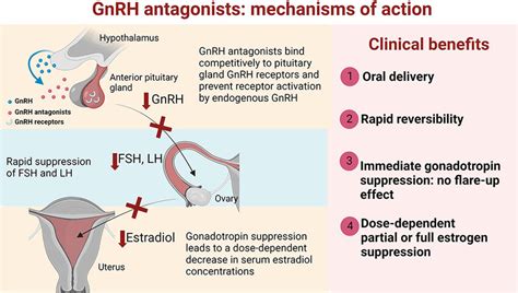 Mechanism of action of GnRH antagonists. | Download Scientific Diagram