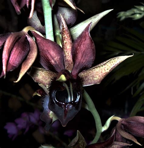 Ricardo's Blog, : This is a Catasetum Jumbo hybrid, unfortunately I ...