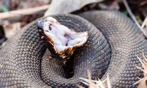 Discover When North Carolina Cottonmouths Are Most Active - A-Z Animals