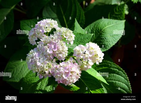 pink flower hydrangea macrophylla shrubs in garden Stock Photo - Alamy