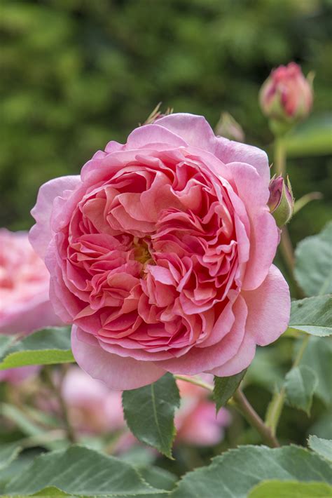 David Austin English rose Boscobel 175mm Pot | Dawsons Garden World