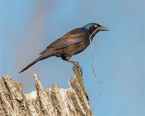 Common Grackle Collecting Nesting Photograph by Morris Finkelstein ...