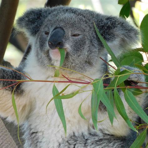 The Koala Diet: What Do Koalas Eat? - Awesome Koala