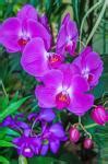 Bouquet Of Orchids Free Stock Photo - Public Domain Pictures
