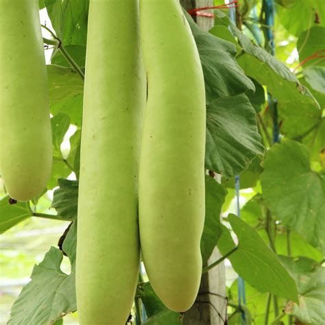 Gourd Seeds - Cucuzzi (Italian Edible) - 2 g Packet ~60 Seeds ...