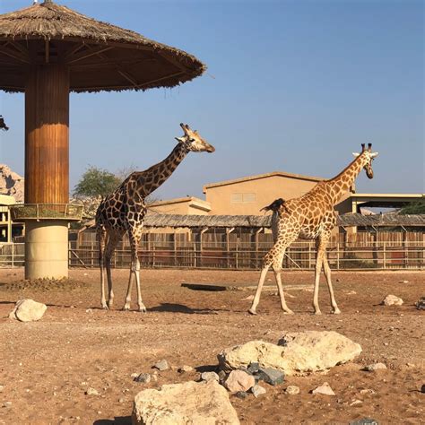 Al Ain Zoo - 2020 All You Need to Know Before You Go (with Photos) - Al ...