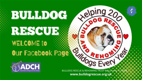 Bulldog Rescue and Rehoming - Charity - Home