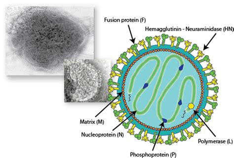 Viruses in the News | Human Viruses