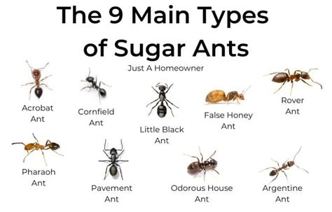 How do I Get Rid of Sugar Ants Fast | Just a Homeowner