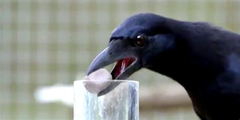 This Crow Is The Smartest Bird You've Ever Seen