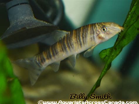 ZEBRA LOACH (Botia striata) – Aquarists Across Canada