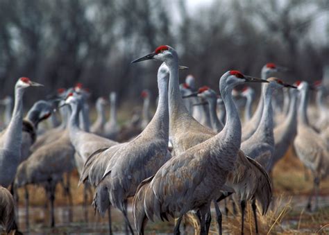 Texas: 3 Day 3 Night West Texas SandHill Crane Hunt for Two Hunters