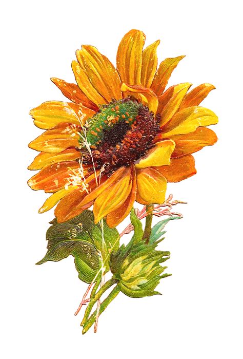 Antique Images: Free Flower Graphic: Sunflower Clip Art of 2 Victorian ...