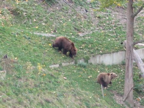 Honeymoon lessons at the Bern Bear Park