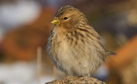 Woodlark Facts: Identification, Diet, Migration Info etc. - Binocular Base