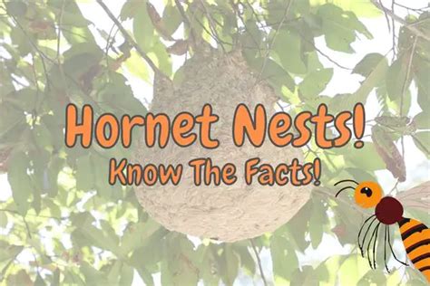 Hornets Nests – Everything You Need to Know! – Outlife Expert