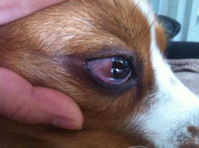 Recurring dog eye infection - Organic Pet Digest