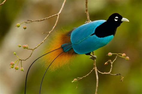 Birds of Paradise in Papua New Guinea - Luxury Birdwatching Charters